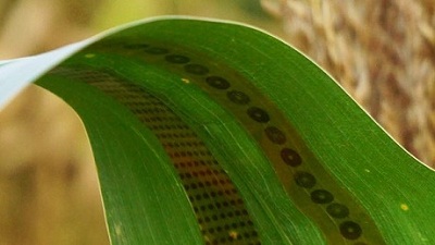 graphene-cam-bien-nhan-biet-cay-trong-thieu-nuoc